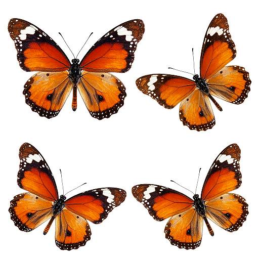 Vibrant Orange Butterflies on White