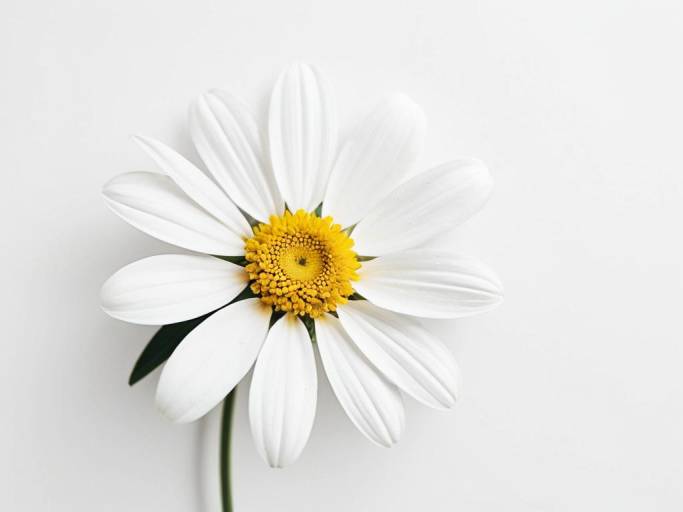 Elegant White and Yellow Flower Wallpaper