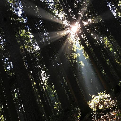 Tilted Forest with Sun Rays