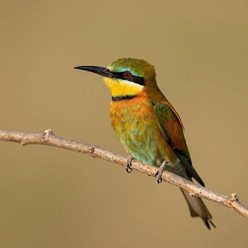 Vibrant Bee-Eater on Curved Branch