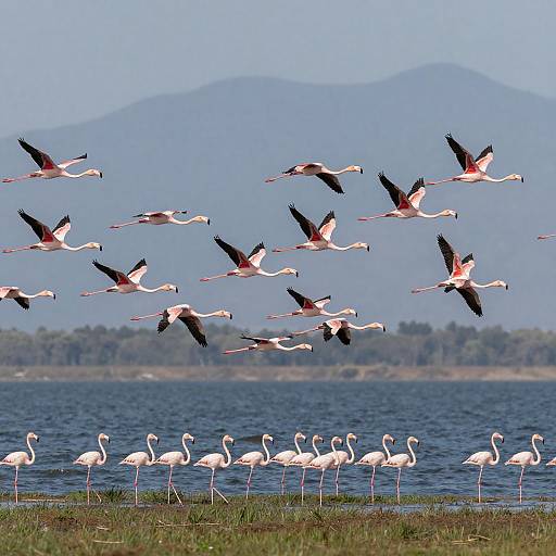 Dynamic Flight of Pink Flamingos Over Lake