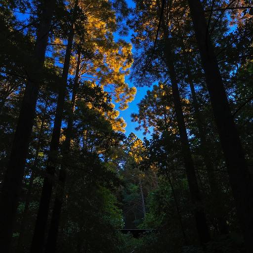 Vibrant Blue Hour Forest Landscape