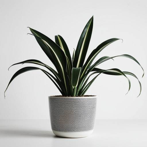 Snake Plant in Decorative Pot