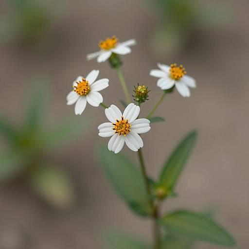 Delicate Wildflower Close-Up Photography