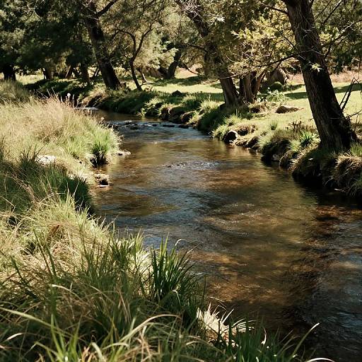 Photograph of a serene, sunlit forest creek with clear water, surrounded by tall grass and shaded by dense, leafy trees.