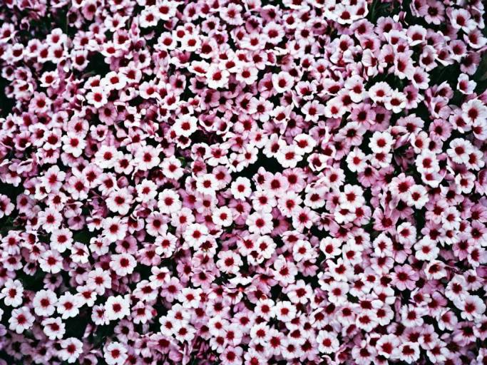 Beautiful Pink and White Flower Wallpaper