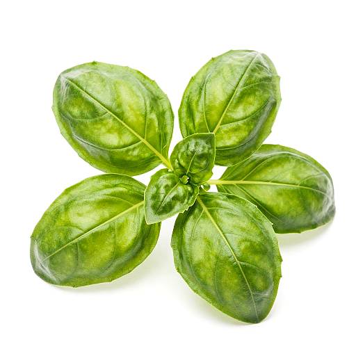 Close-Up of Vibrant Basil Leaves
