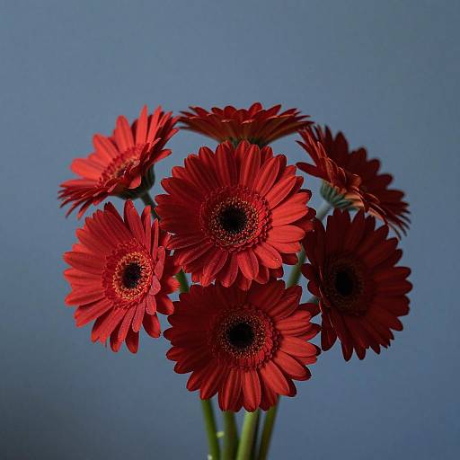 Vibrant Red Gerbera Daisies on Blue