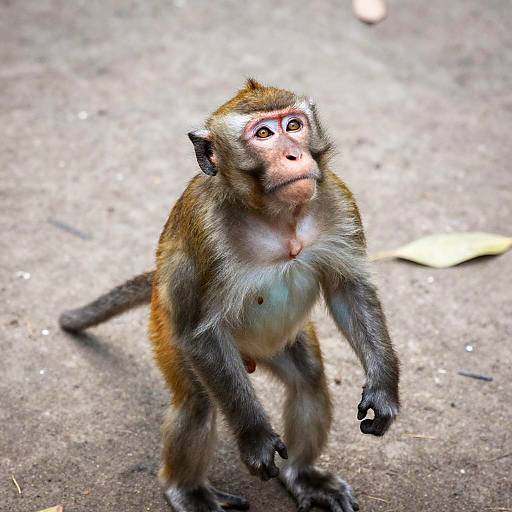 Wide-Eyed Brown Monkey on Dirt