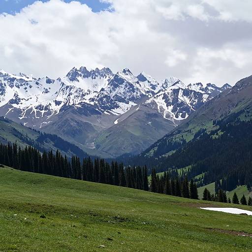 Photograph of a lush green meadow with dark evergreen trees in the foreground, leading to snow-capped mountain peaks under a partly cloudy sky.
