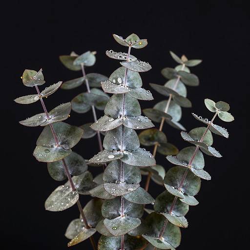 Dewy Silver-Blue Eucalyptus Macro Portrait