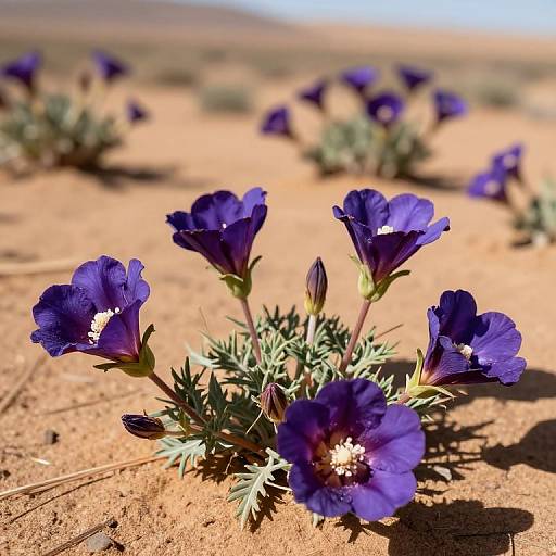 Photograph of vibrant purple desert flowers with white centers in a sunlit, arid sandy landscape, with blurred background flowers.