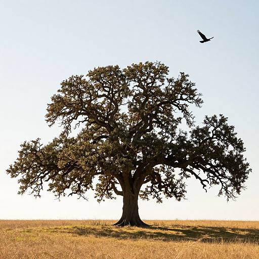 Photograph of a large, solitary oak tree with sprawling branches, set against a bright white sky, casting a shadow on a grassy field, with