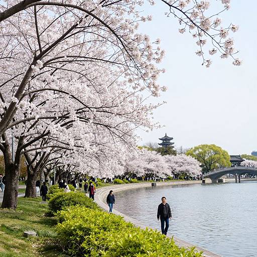 Sunny Spring Day in Cherry Blossom Park