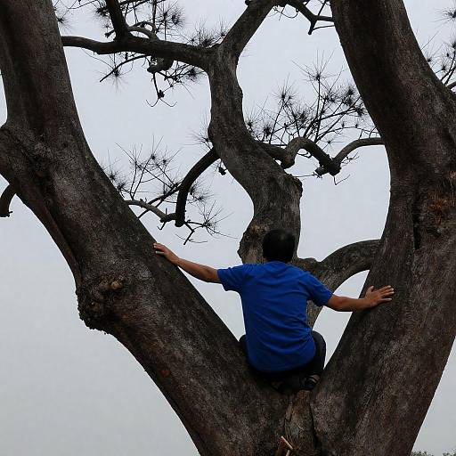 Climbing the Giant Twisted Tree