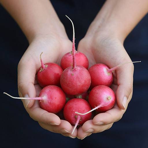 Hands Holding Fresh Red Radishes