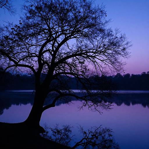 Twilight Tree Silhouette Reflection