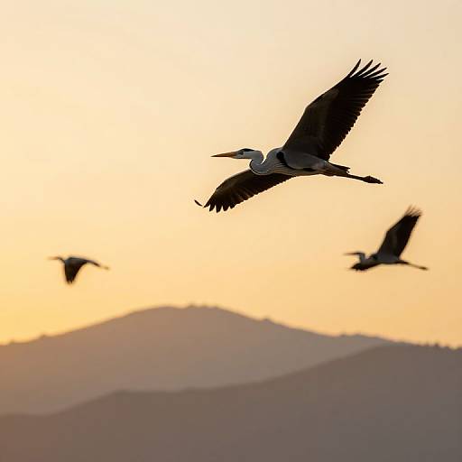 Photograph of three black silhouetted cranes flying against a gradient sunset sky, with distant, softly lit hills in the background.
