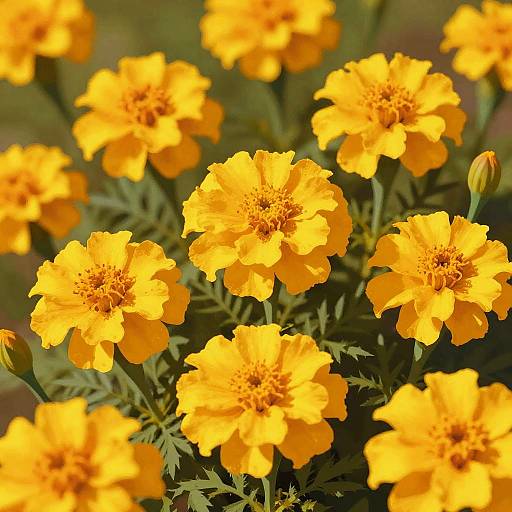 Sunlit Playful Marigold Illustration