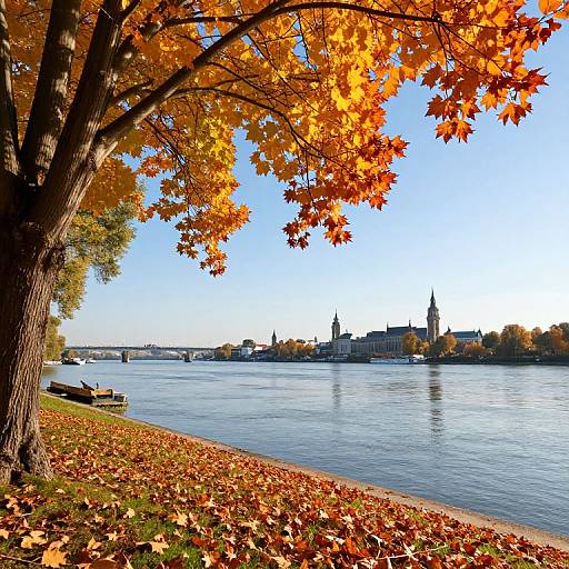 Autumn Leaves Along Danube River