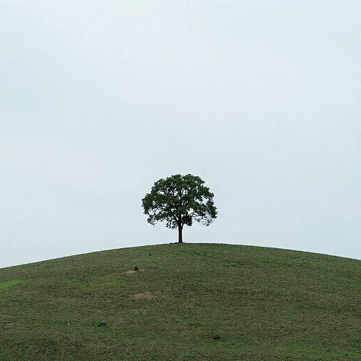 Photograph of a single tree standing alone on a gently sloping green hill against a bright white, cloudless sky.