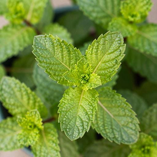 Close-Up of Vibrant Mint Leaves