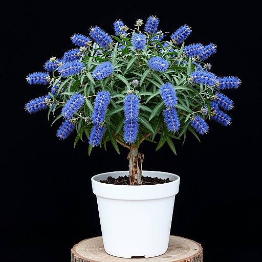 Photorealistic Callistemon in White Pot