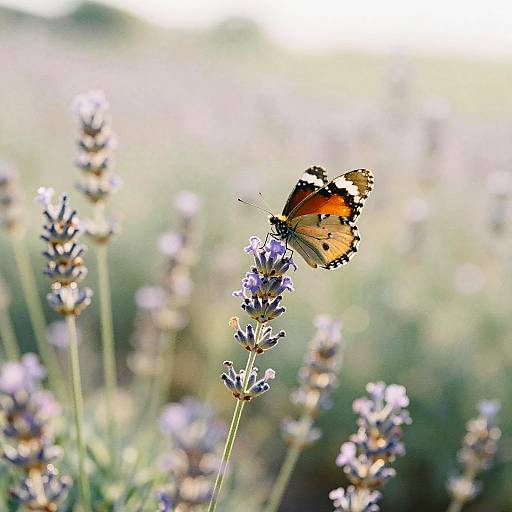 Colorful Butterfly on Lavender Bloom