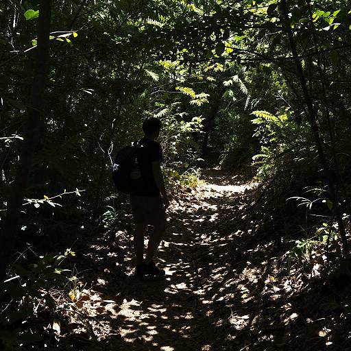 Daytime Forest Trail with Hiker