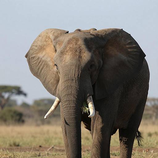 Majestic African Elephant Close-Up Shot