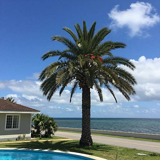 Serene Outdoor Scene with Palm Trees
