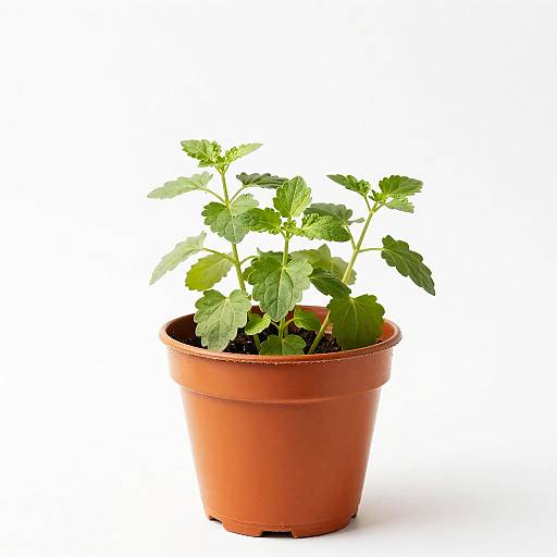 Green Herb Plant in Orange Pot