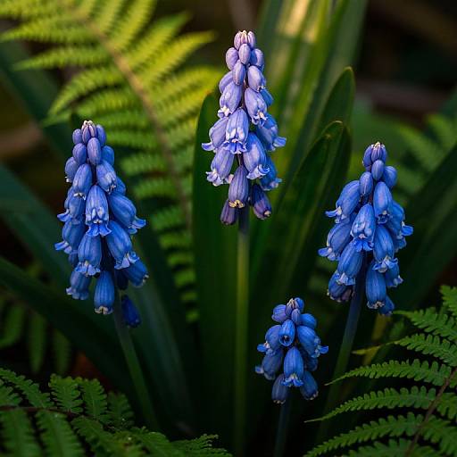 Photograph of vibrant blue grape hyacinths with drooping petals, surrounded by lush green fern leaves, creating a striking contrast.