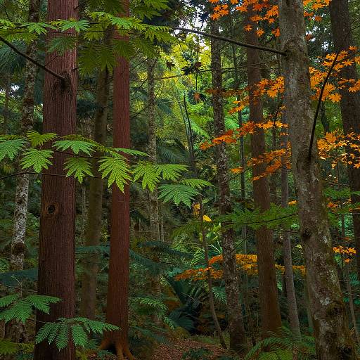Enchanted Forest Tree Species Comparison