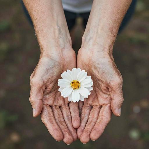 Aging Hands Holding Flower Artwork