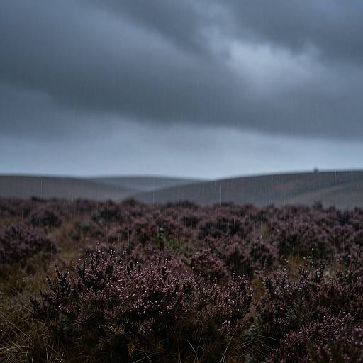 Photograph of a dark, moody landscape with purple heather bushes in the foreground, under a cloudy, rain-filled sky with distant rolling hills.
