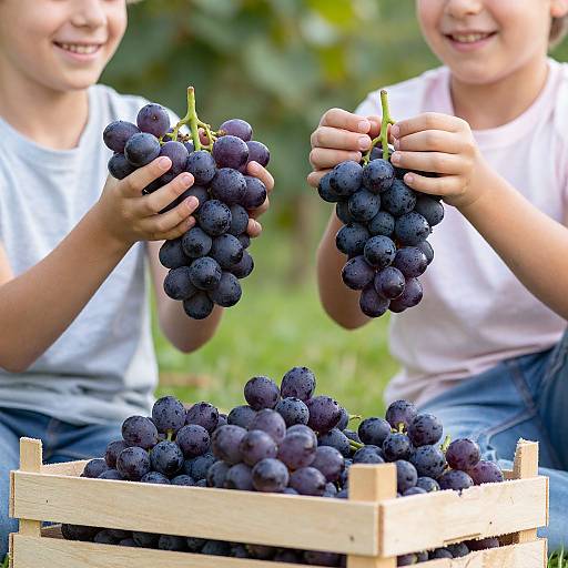 Children Harvesting Organic Grapes Outdoors