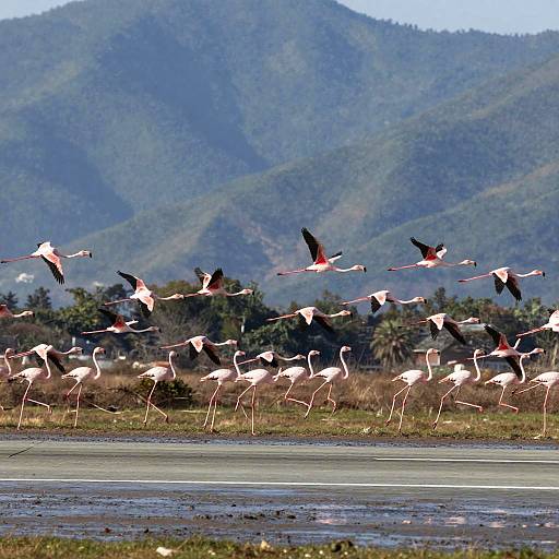 Pink Flamingos in Flight Over Mountains