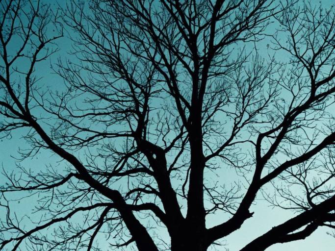 Dark Silhouette of Tree Branches Against Sky