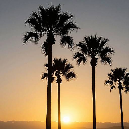Silhouetted Palm Trees at Sunset