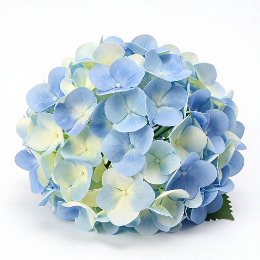 Photograph of a cluster of blue and white hydrangea flowers with subtle yellow highlights, set against a stark white background.
