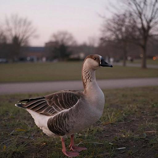 Heartfelt Stranded Goose at Dusk
