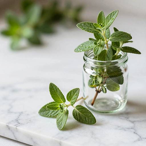 Gentle Marjoram Herb Macro Scene