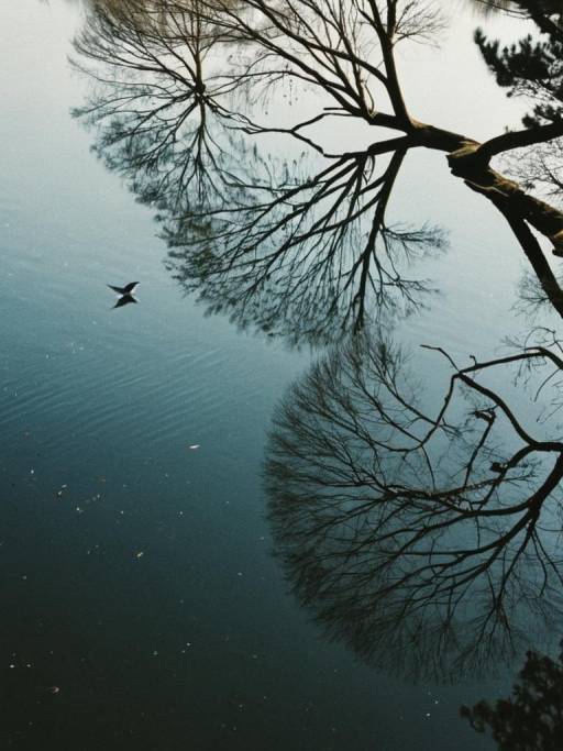 Tree Reflection and Bird on Water