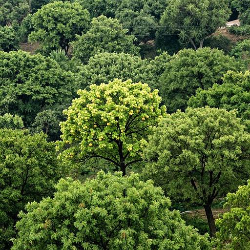 Photograph of a dense forest with a single tree in the center, its bright yellow-green leaves standing out against the surrounding darker green foliage.