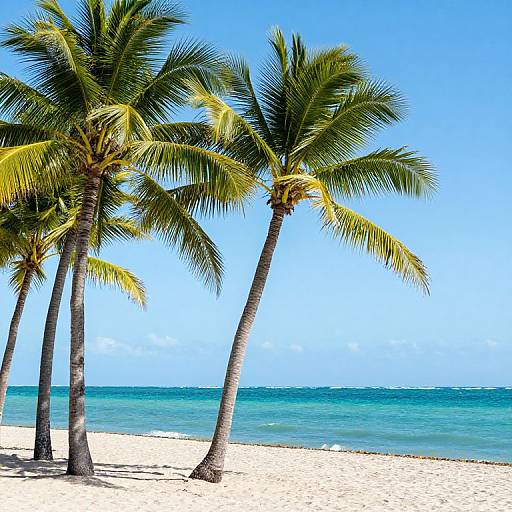 Miami's Tropical Serenity and Freedom