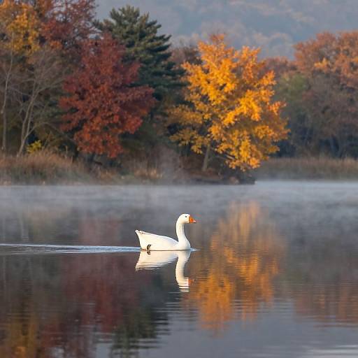 Photograph of a white duck with an orange beak gliding on a calm, reflective lake surrounded by autumn trees in vibrant red, orange, and