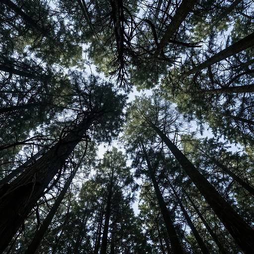 Photograph of a dense forest taken from ground level, looking upward. Tall, dark tree trunks surround a bright, blue sky with scattered green foliage