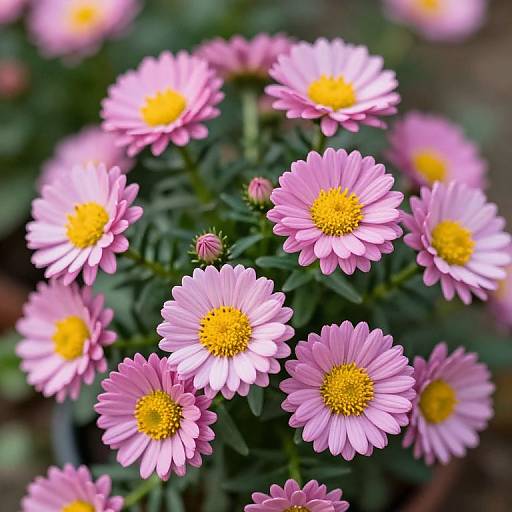 Photograph of a cluster of pink daisy-like flowers with yellow centers, surrounded by green leaves, set against a blurred background.