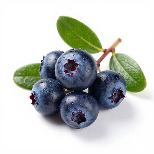 Delicate Sprig of Lingonberries